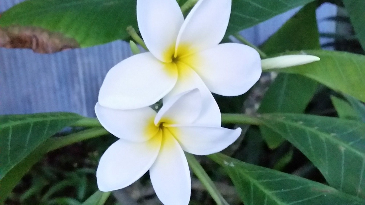 Photo of Outdoor in Wallaces New Smyrna
