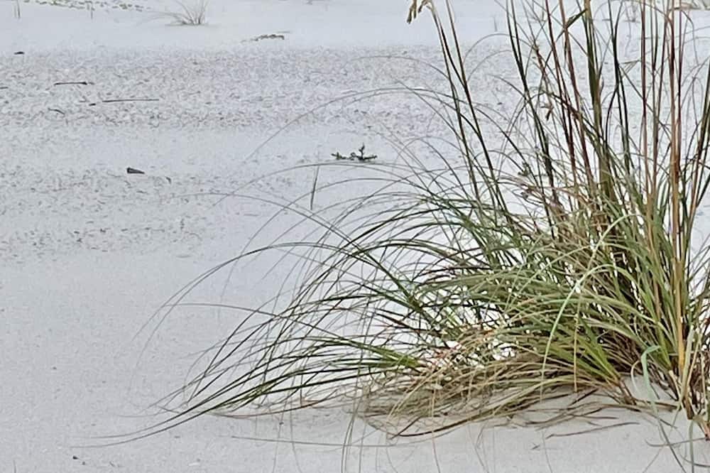 Photo of Others in Orange Beach East
