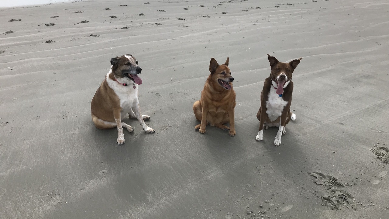 Photo of Others in West Beach Village