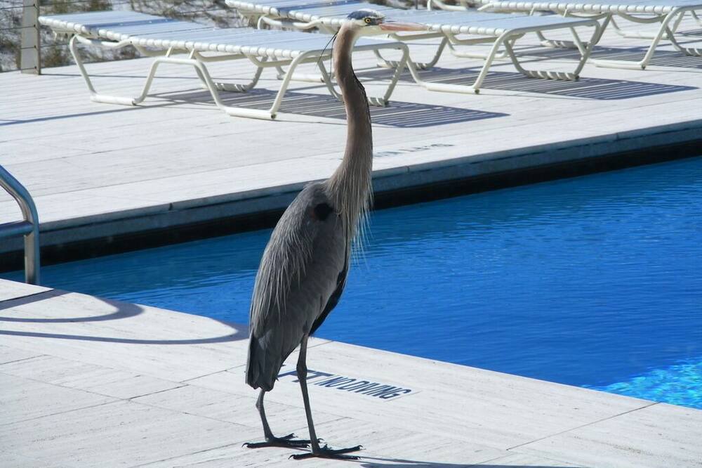 Photo of Outdoor in Navarre Beach