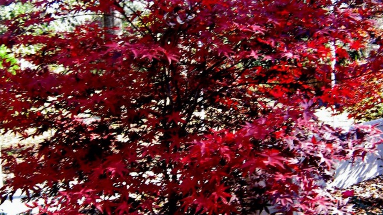 Photo of Outdoor in Monticello