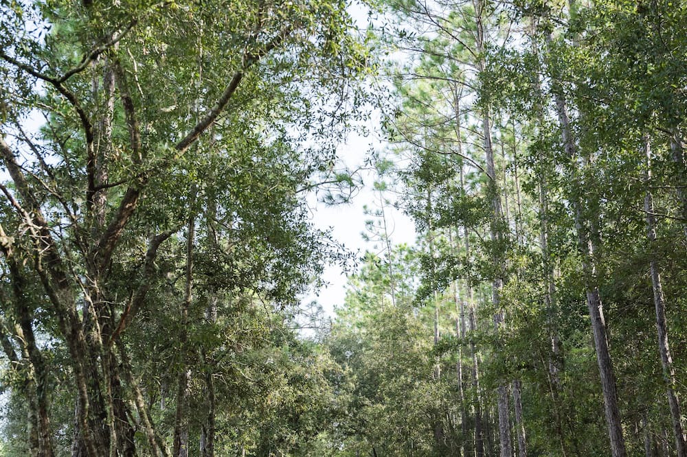 Photo of Outdoor in Bronson
