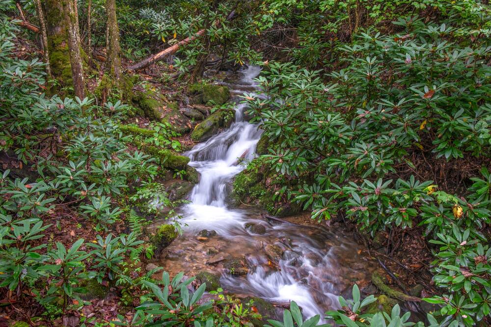 Photo of Others in Smoky Mountains