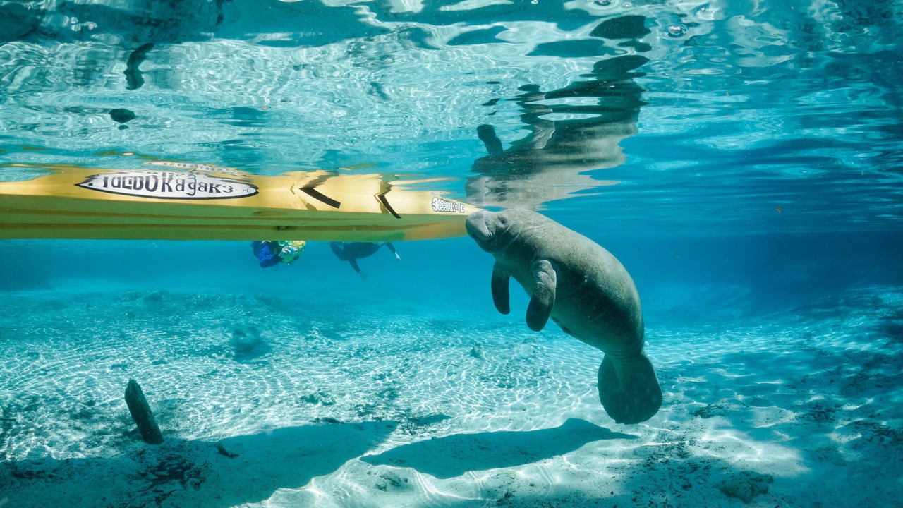 Photo of Others in Crystal River
