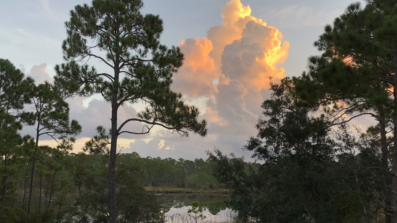 Photo of Outdoor in Panacea