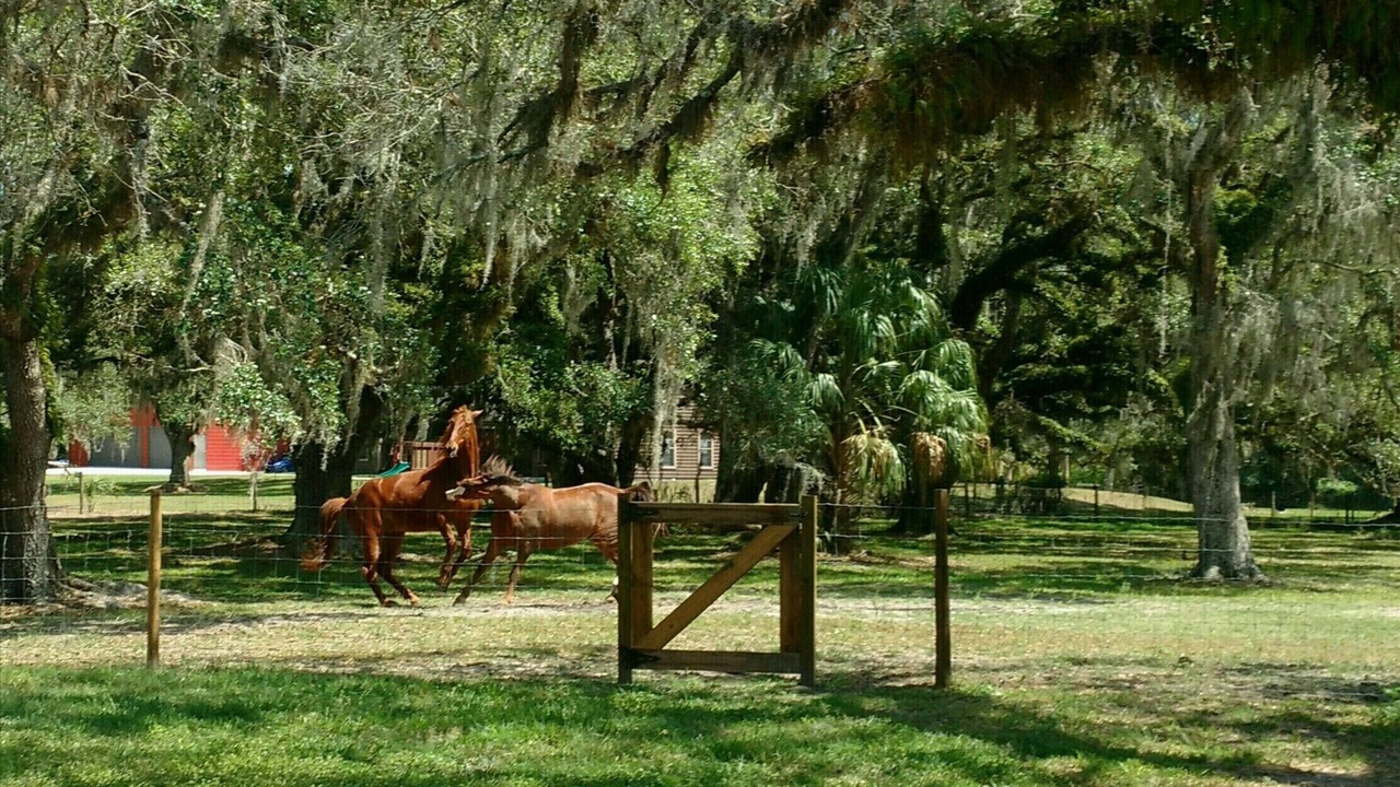 Photo of Outdoor in Myakka City