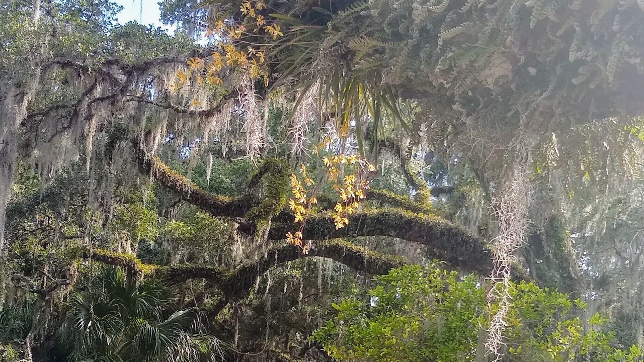 Photo of Outdoor in Myakka City