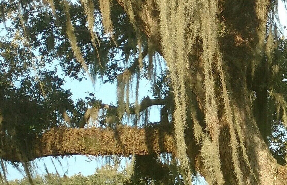 Photo of Others in Myakka City