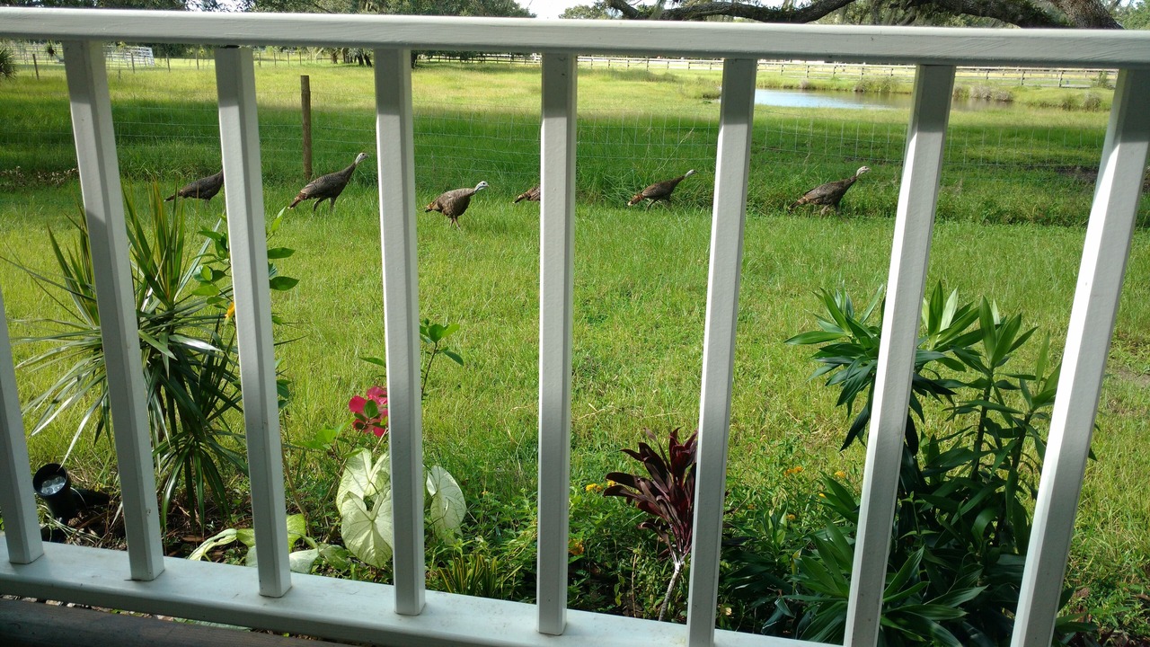 Photo of Others in Myakka City