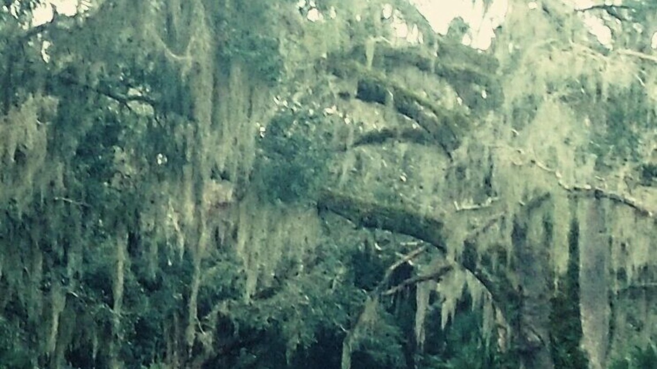 Photo of Others in Myakka City
