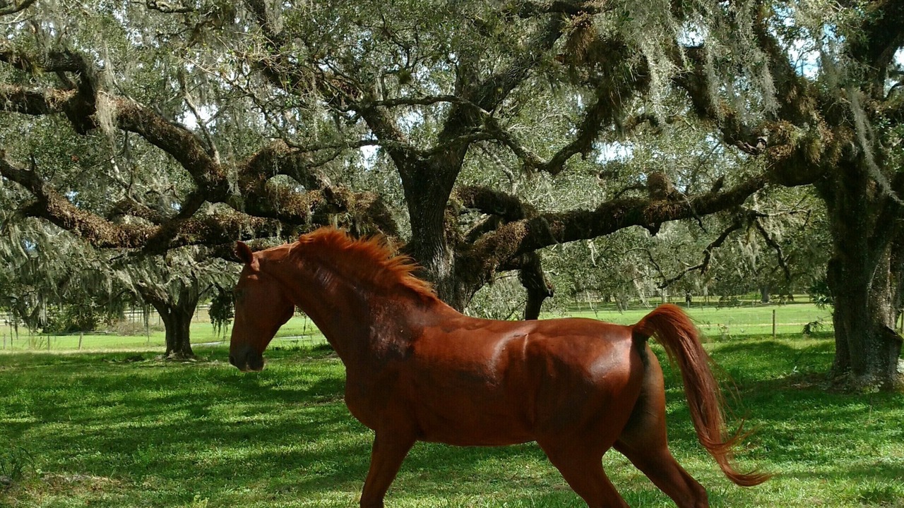 Photo of Outdoor in Myakka City