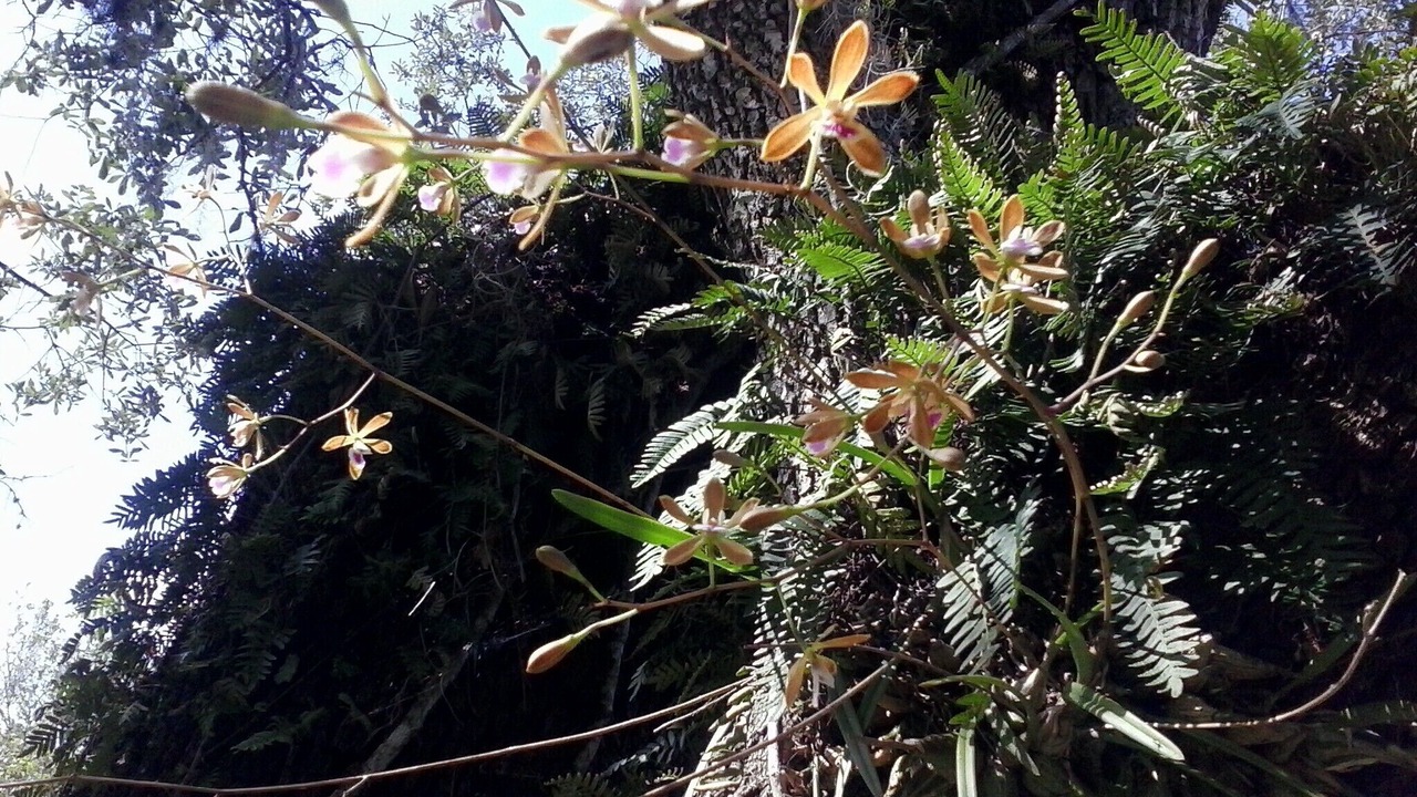 Photo of Outdoor in Myakka City