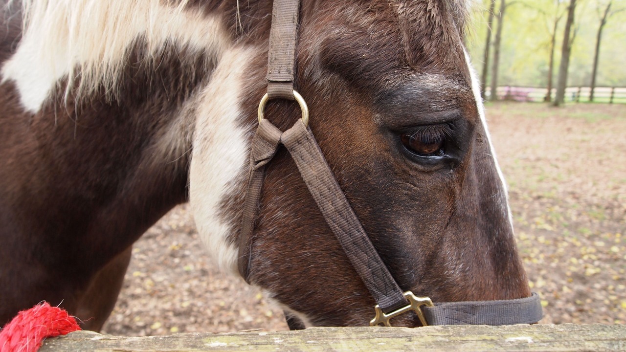 Photo of Others in Aiken