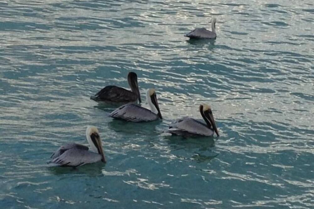 Photo of Others in Bonita Springs