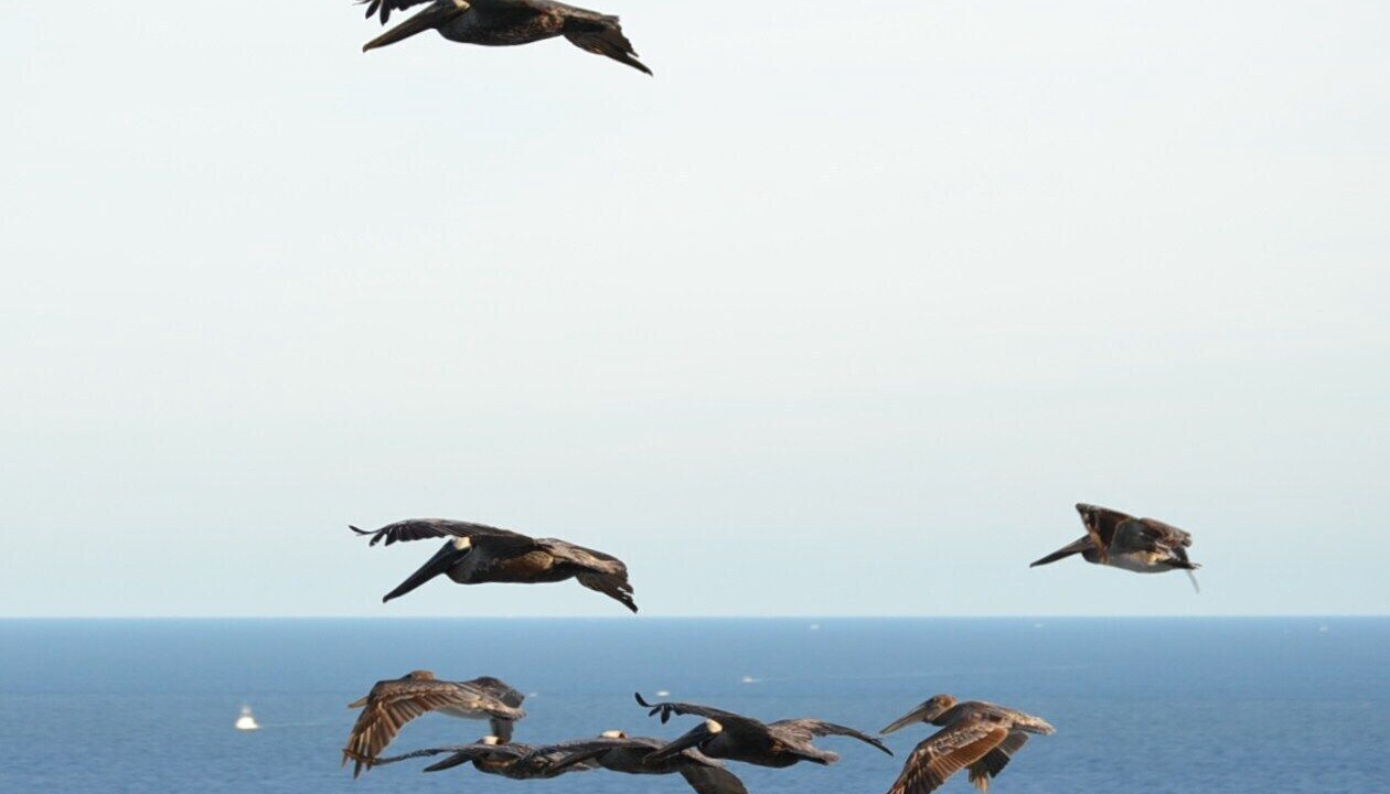 Photo of Others in Orange Beach