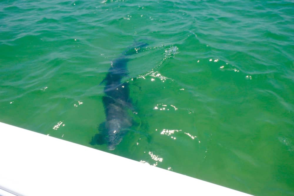 Photo of Others in Navarre Beach