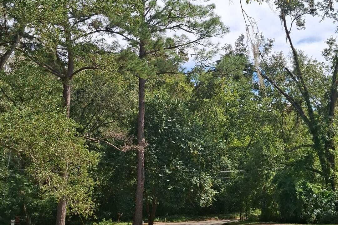 Photo of Others in Tallahassee