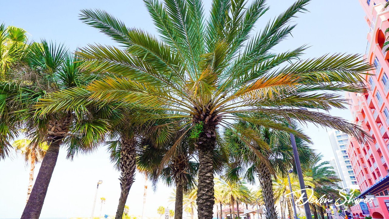 Photo of Others in Clearwater Beach