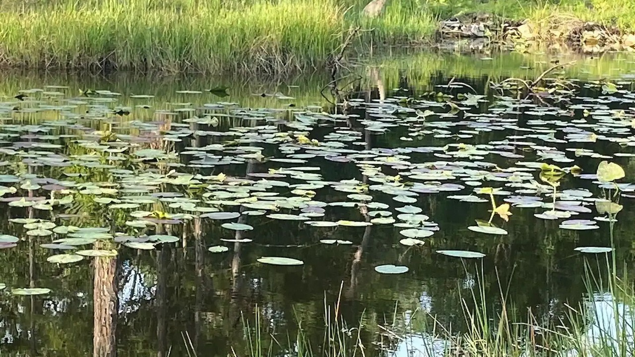Photo of Outdoor in Jupiter Farms