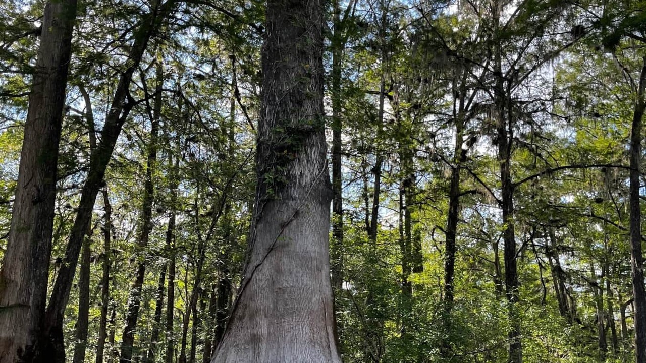 Photo of Outdoor in Fort White