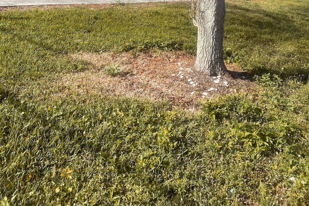 Photo of Outdoor in Green Meadow