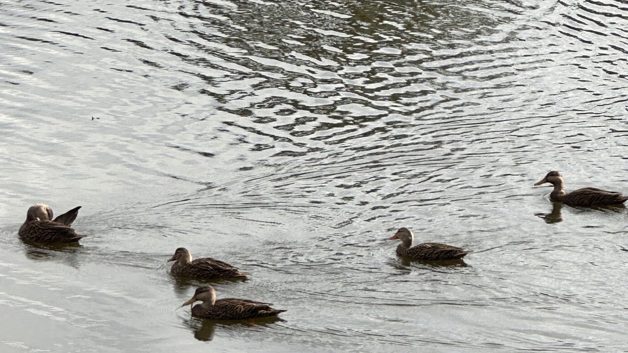 Photo of Others in Hunt Club