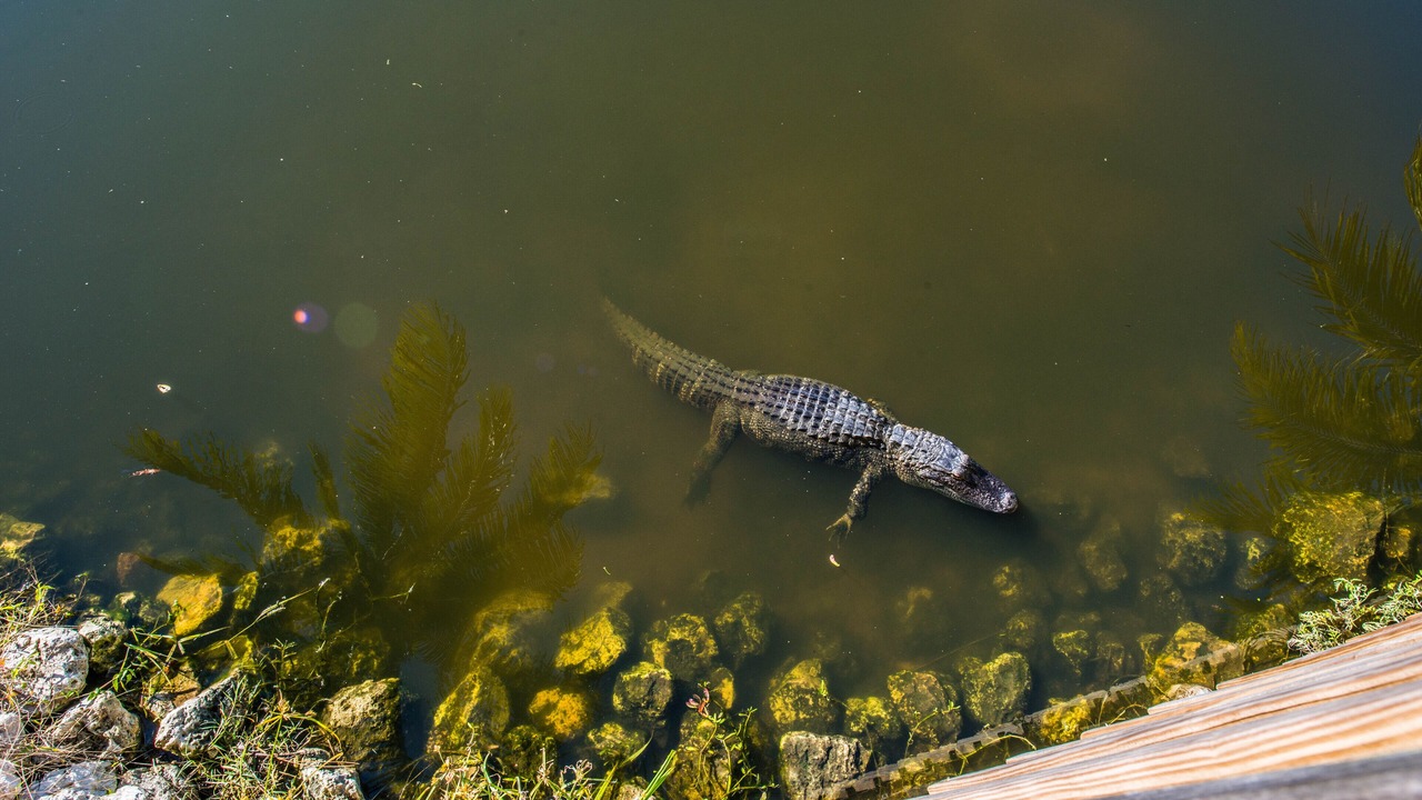 Photo of Outdoor in Bonita Bay