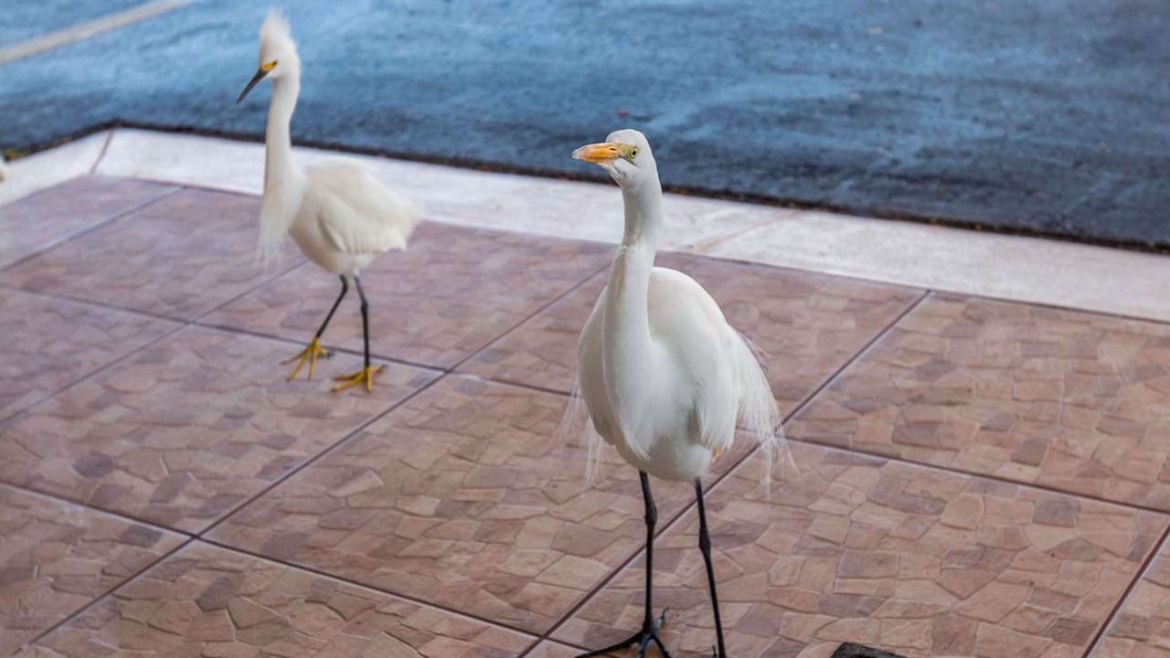Photo of Outdoor in Belleair Beach