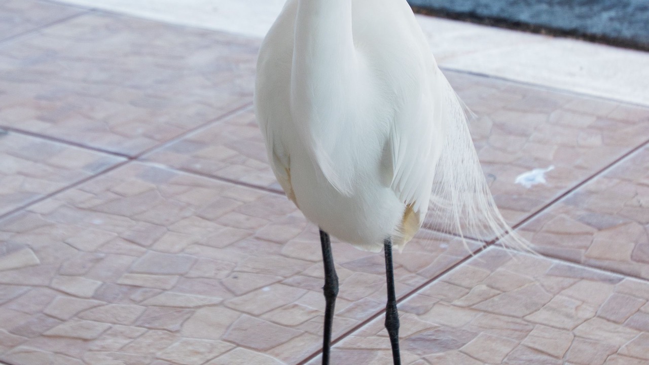 Photo of Outdoor in Belleair Beach