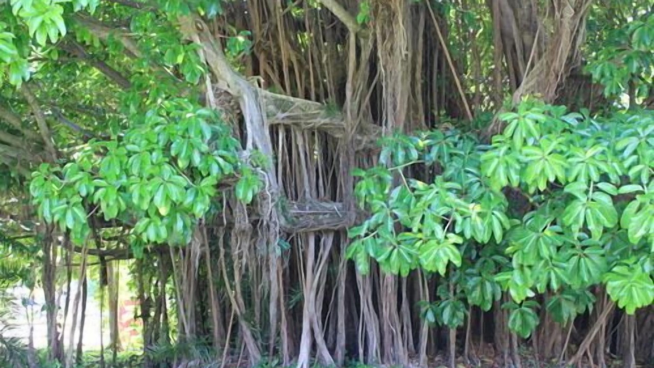 Photo of Outdoor in St. Lucie Village
