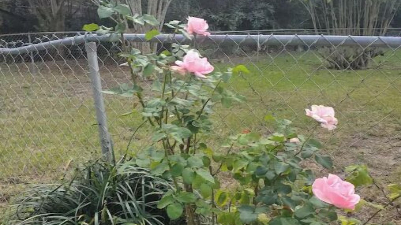 Photo of Outdoor in Tallahassee