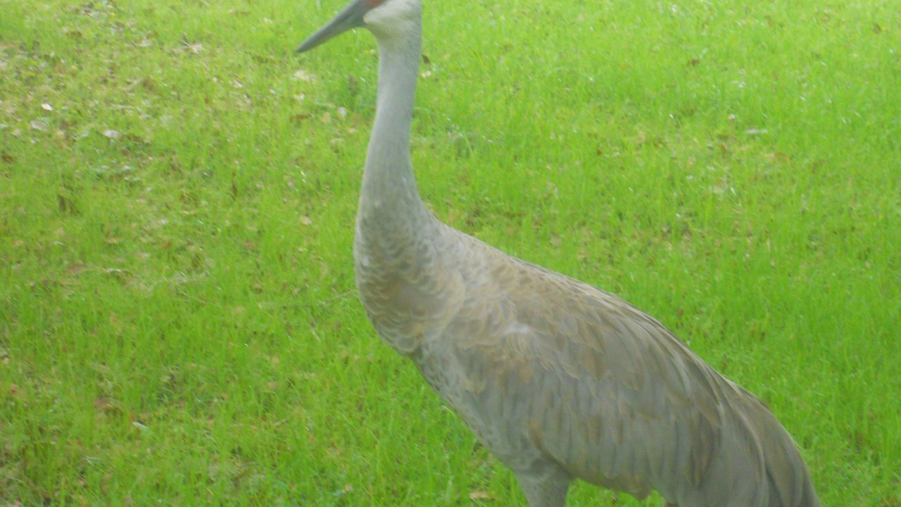 Photo of Others in Floral City