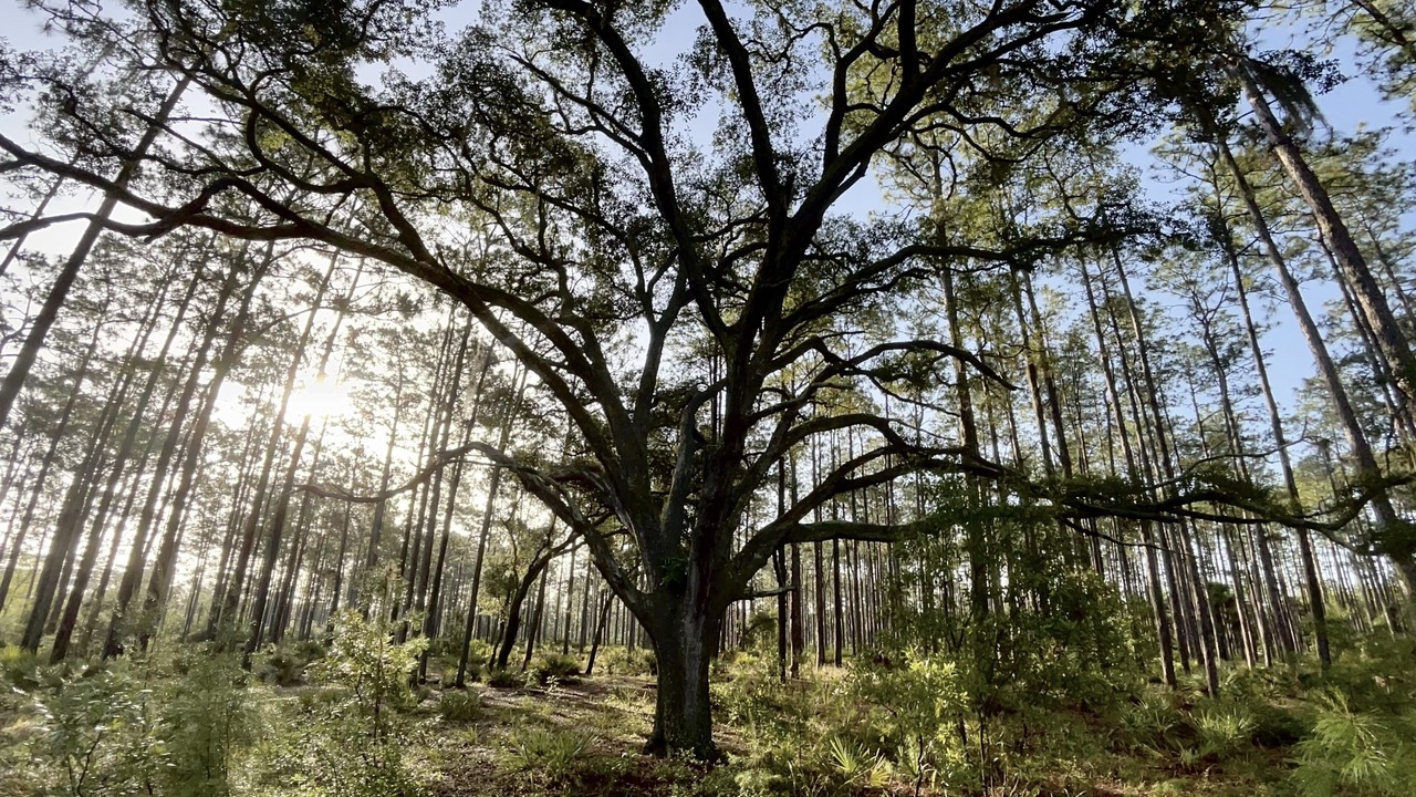 Photo of Outdoor in Fort McCoy