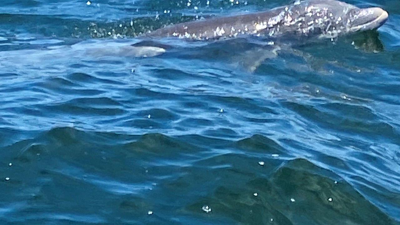 Photo of Others in Fort Morgan Pines