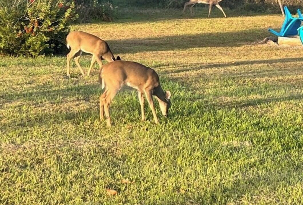 Photo of Others in Clarksville