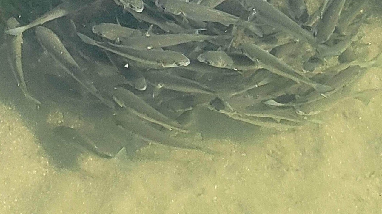 Photo of Others in Fowlers