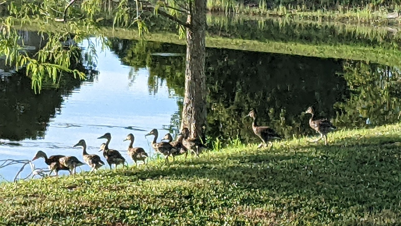 Photo of Outdoor in Palm City