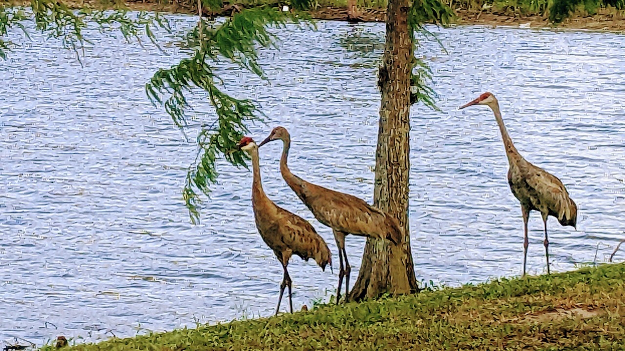 Photo of Outdoor in Palm City