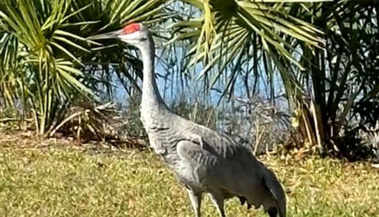 Photo of Others in Deltona Lakes