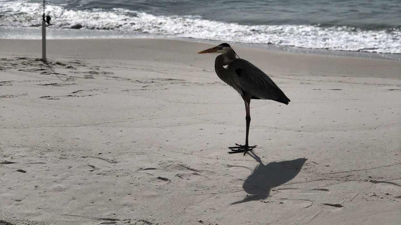 Photo of Others in Florida Panhandle