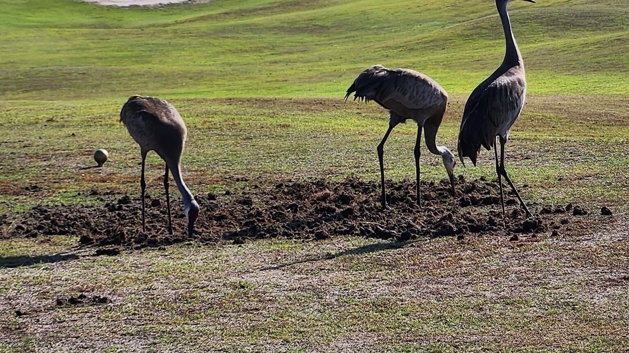 Photo of Others in Briar Meadow