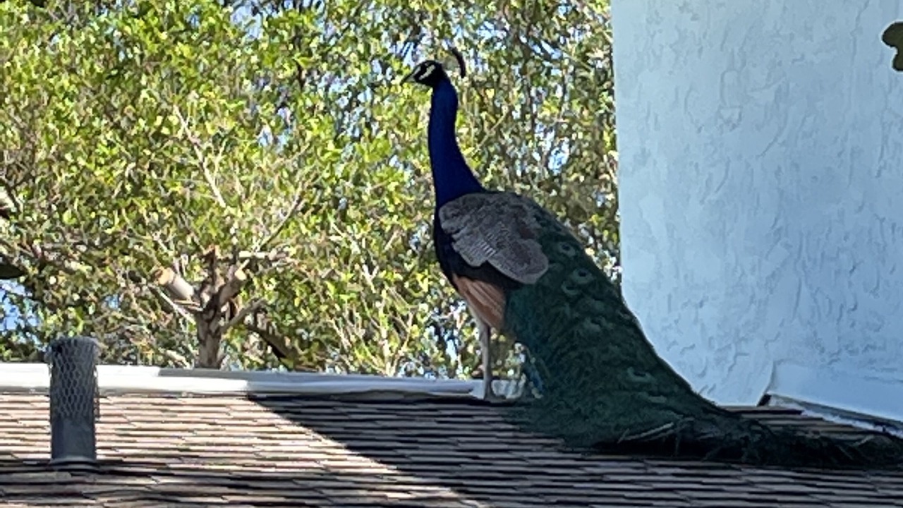 Photo of Outdoor in Cape Caneveral Beach Gardens