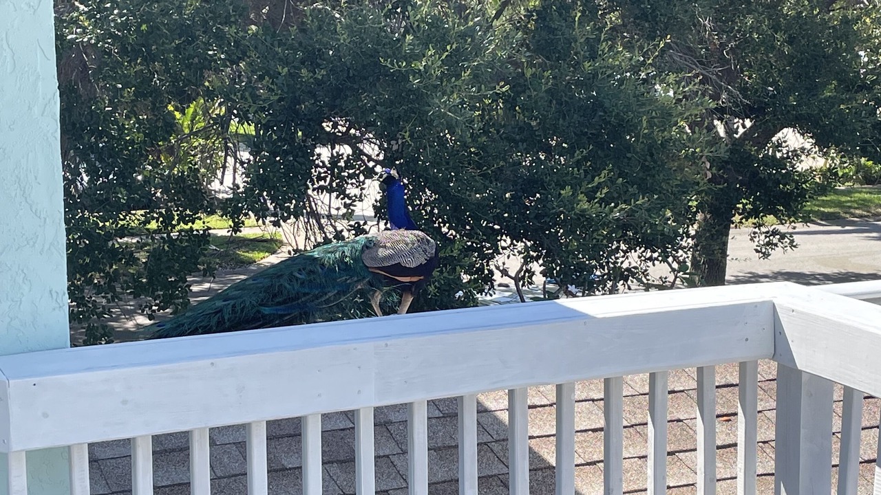 Photo of Outdoor in Cape Caneveral Beach Gardens