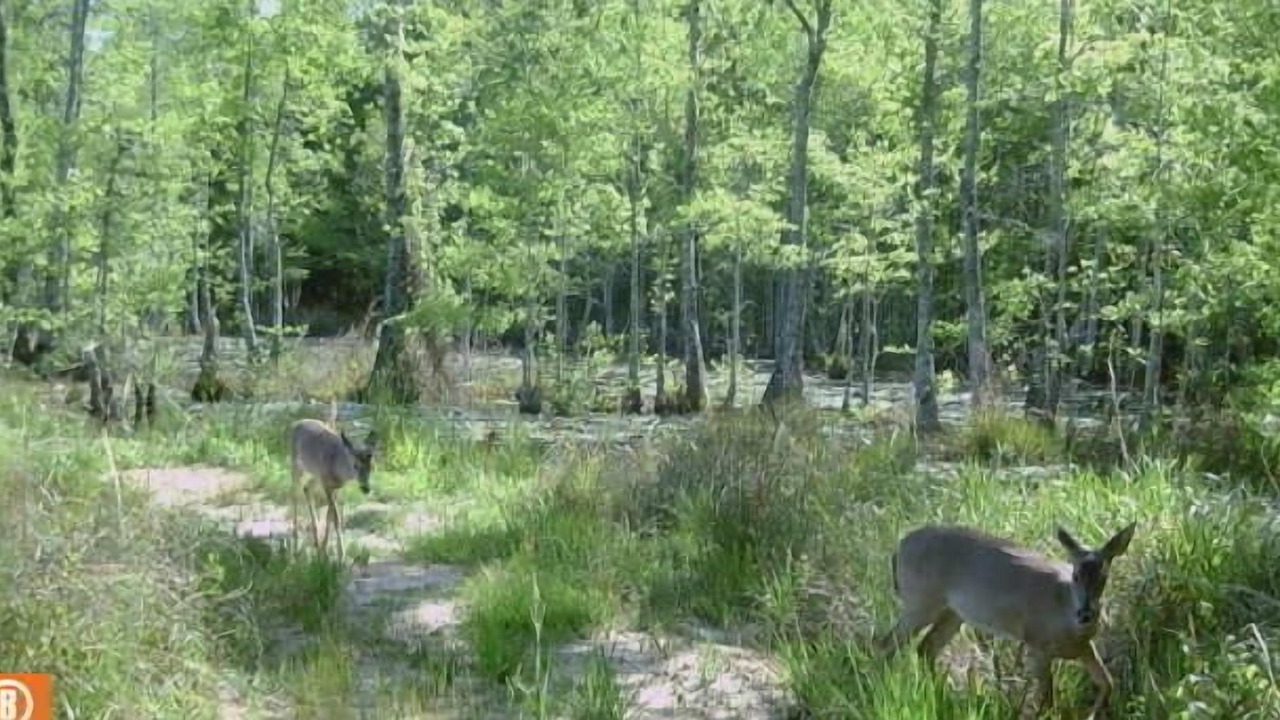 Photo of Outdoor in Bonifay