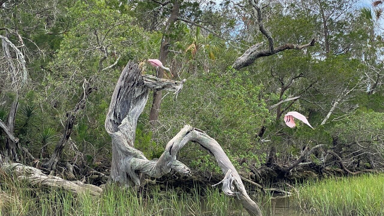Photo of Others in Inglis