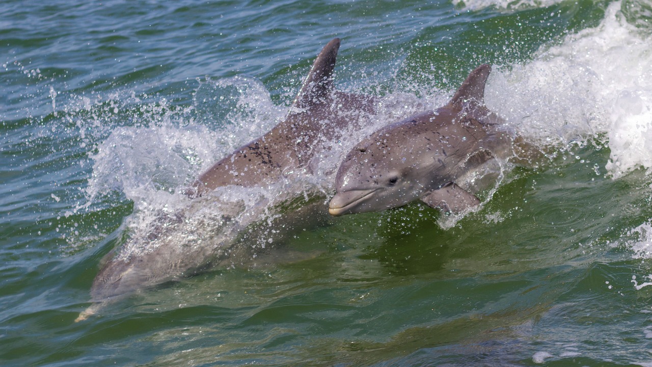 Photo of Others in Avon By The Sea