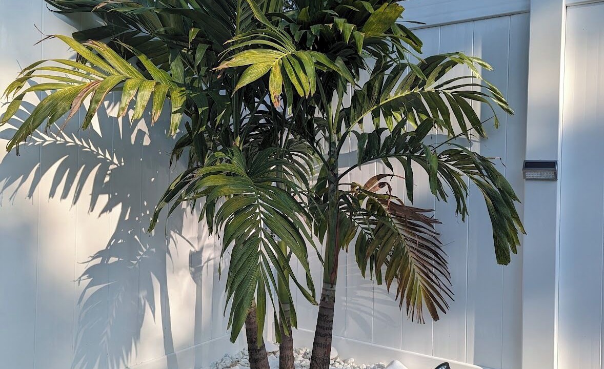 Photo of Outdoor in St. Petersburg - Clearwater