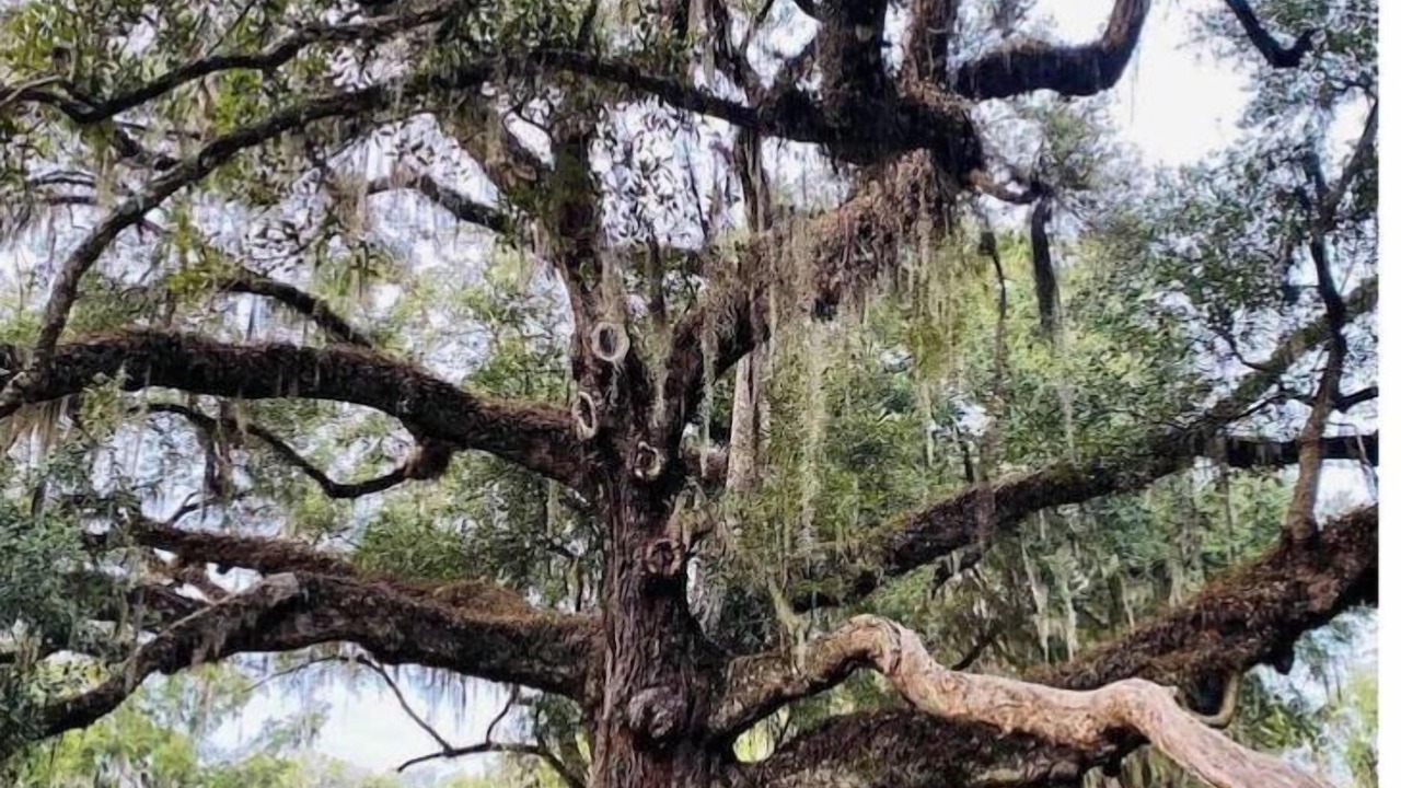 Photo of Others in Fruit Cove