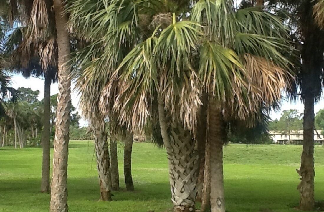 Photo of Others in Lochmoor Waterway Estates
