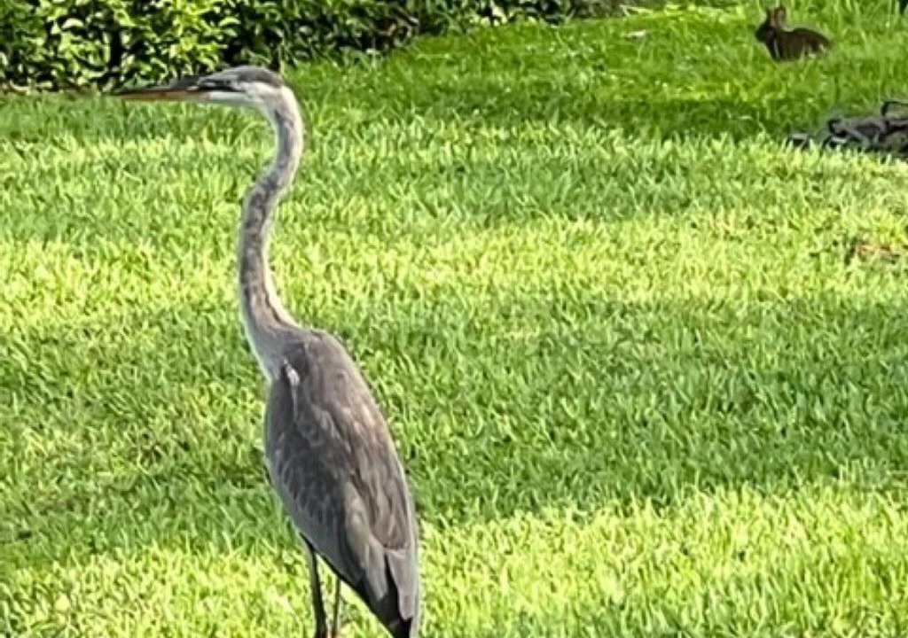 Photo of Others in Bonita Bay